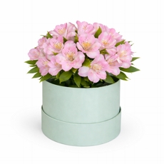 Arranjo de Astrom�lias Rosas Hat Box Luxo