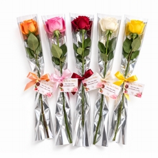 Rosa Premium Embalada com La�o de Cetim (Unit�ria)