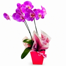 Orqu�dea Rosa no Cachep� para Presente