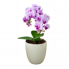 Orqudea double