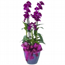 Orqu�dea Roxa