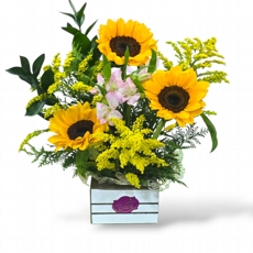 3 Girass�is 