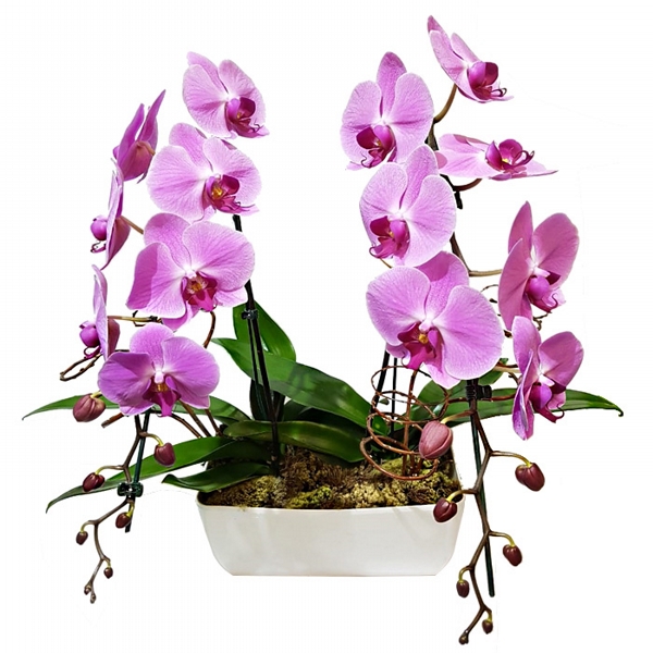 Floreira com Orquídea Phalaenopsis Lilas dupla