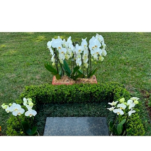 NOVO Kit Orquideas Phalaenopsis Cascata Brancas
