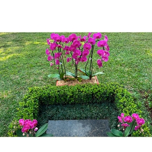 NOVO Kit Orquideas Phalaenopsis Cascata Lilas