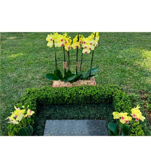 NOVO Kit Orquideas Phalaenopsis Cascata Amarelas