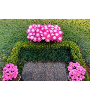 Kit Crisantemos Cor-de-Rosa 