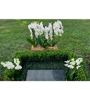 Kit Orquideas Phalaenopsis Cascata Brancas