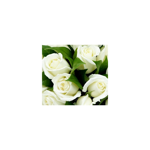Urna Funerria de Rosas Brancas