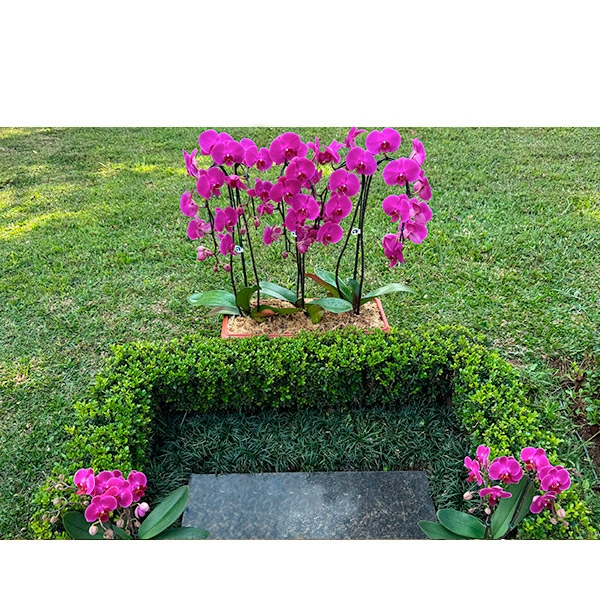 NOVO Kit Orqudeas Phalaenopsis Cascata Lils