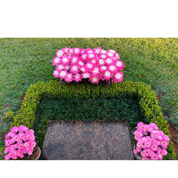 Kit Crisntemos Cor-de-Rosa 