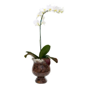 Orquídea Branca em Vaso Bahamas