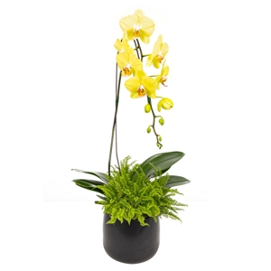 E70 - Orqudea Phalaenopsis Amarela