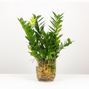 Vaso Zamioculcas