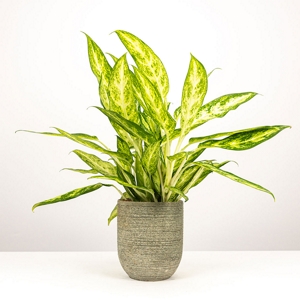 Vaso Aglaonema