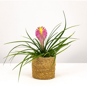 Cesta Tillandsia