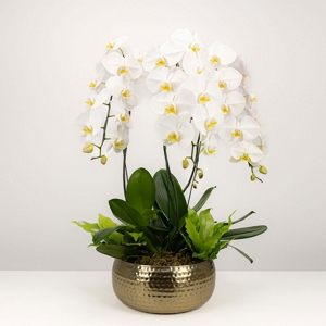 Orqudea Phalaenopsis White & Gold