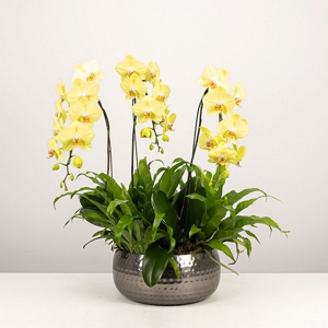 Orqudea Phalaenopsis Yellow & Silver