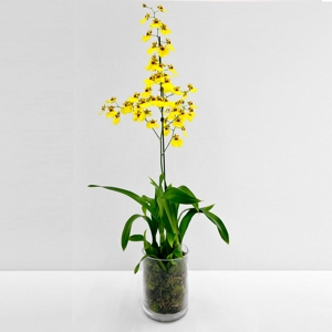 Orqudea Yellow & Glass