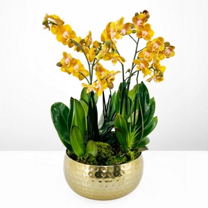 Orqudea Orange & Gold