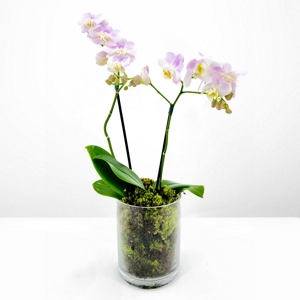 Orqudea Pink & Glass