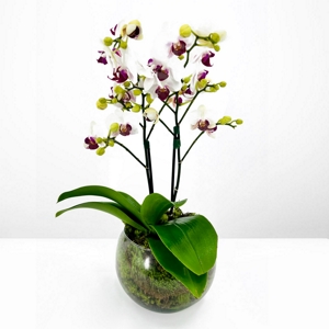 Orqudea Lilac Aquarius