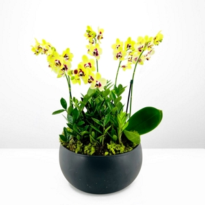 Orqudea Mini Yellow & Black