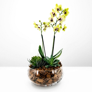 Orqudea Yellow Charm