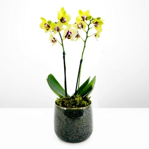 Orqudea Mini Yellow & Green