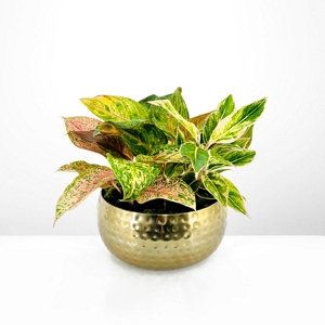 Bacia Aglaonema Gold