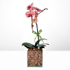 Orqudea Phalaenopsis Rose & Box