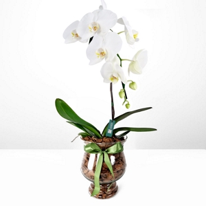 Orqudea Phalaenopsis White Bahamas