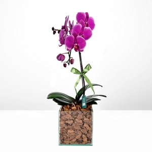 Orqudea Phalaenopsis Lilac & Box