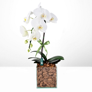 Orqudea Phalaenopsis White & Box