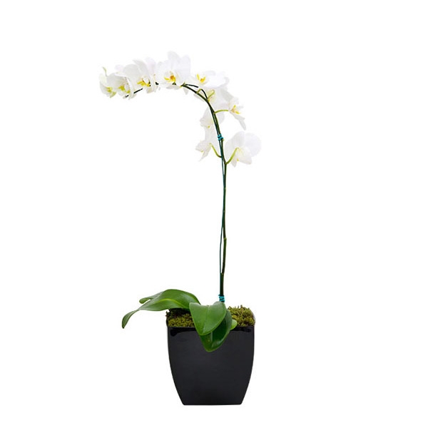 Orquídea Plantada 