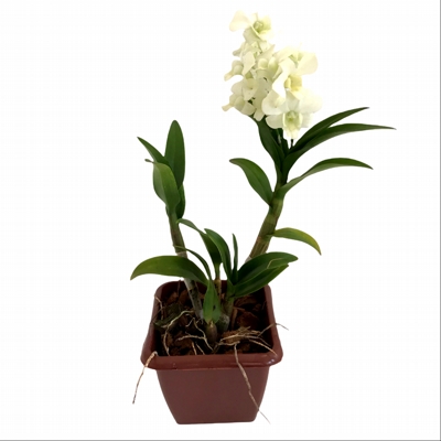 Orquídea Denphal Branca