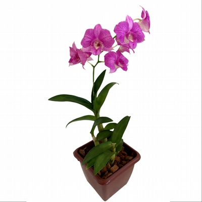 Orquídea Denphal Lilás