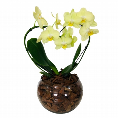 Luxuosa Orquídea Phalaenopsis Amarela em formato de Coração