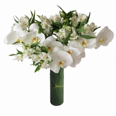 Arranjo Orqudea Phalen Luxo