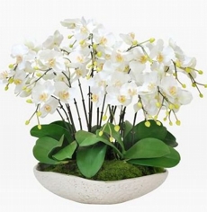 Arranjo Orquídea Phalaenopsis Super Glamour 