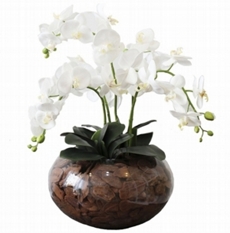 Arranjo de Orquídeas Phalaenopsis Magnifica 