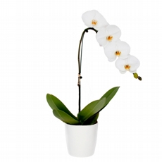 Orquídea Phalaenópsis Branca