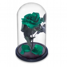 Rosa Encantada Verde Escuro