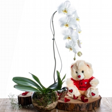 Orquídea Phalen + Urso