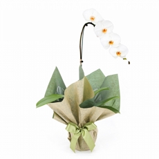 Orquidea Phalaenópsis Branca 