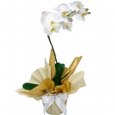 Orquídea Phalaenópsis Branca 3