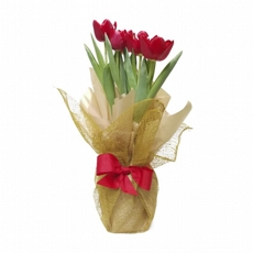 Vaso de Tulipa Plantada 