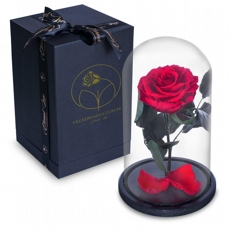 Rosa Encantada Eterna na Cúpula + Box Luxo Rosa Vermelha