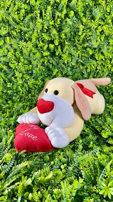 Cachorro Deitado My Love