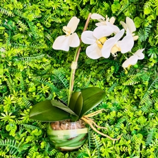 Arranjo Orqu�dea Branca